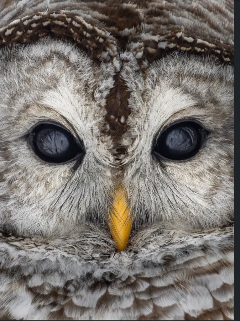 Close-up of an owl's face, showcasing its large, dark eyes and yellow beak, surrounded by intricate patterns of soft feathers.