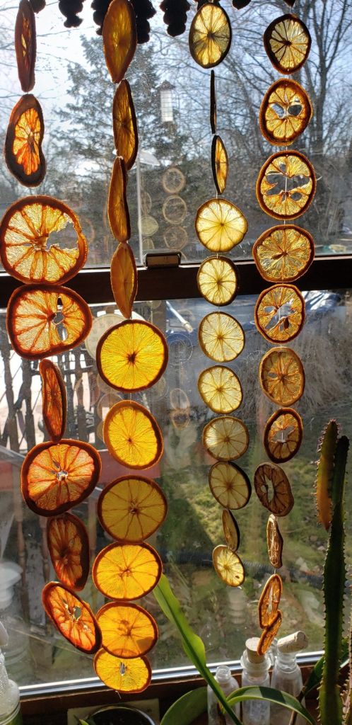 Dried citrus slices hanging in front of a window with a blurred outdoor background.