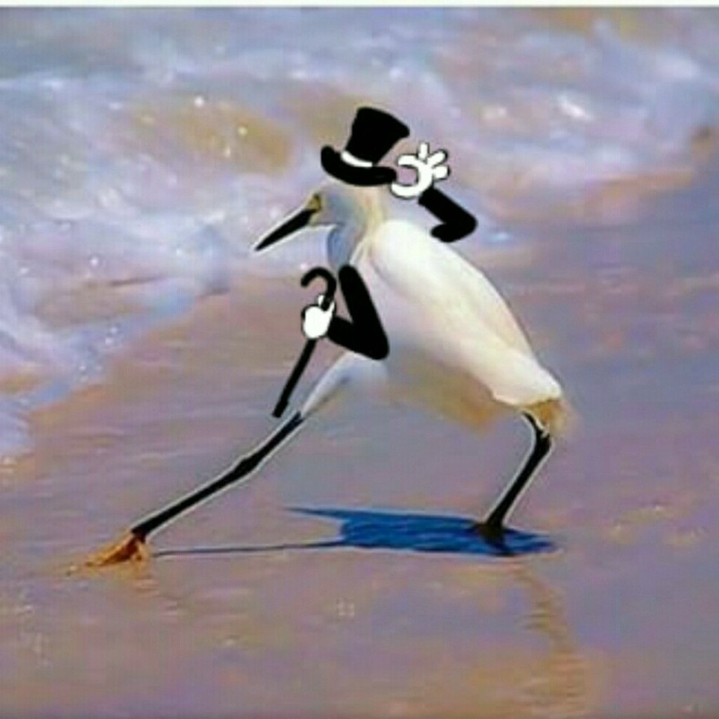 A whimsical cartoon-style illustration of a white bird wearing a top hat and holding a cane, walking along a sandy beach with gentle waves in the background.